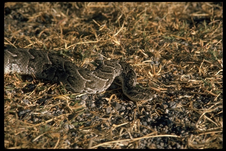 Image of puff adder