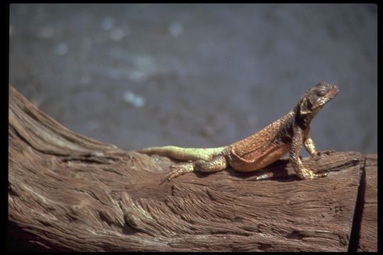 Image of Common Chuckwalla