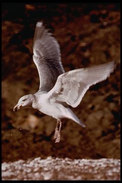 Image of Glaucous-winged Gull