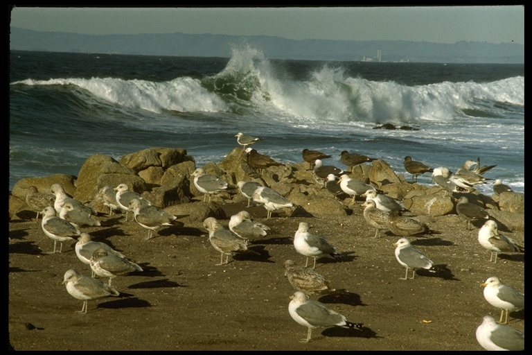 Image of Western Gull