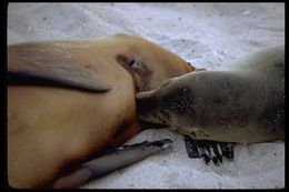 Image of Galapagos Sea Lion