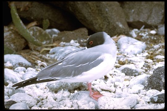 Image of Swallow-tailed Gull