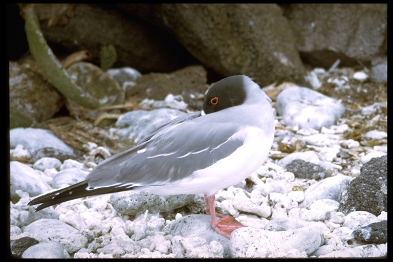 Image of Swallow-tailed Gull