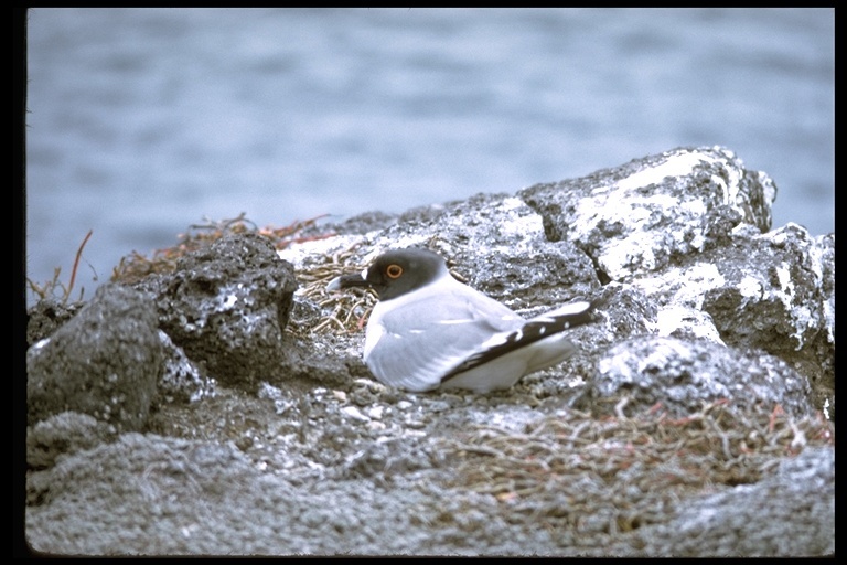 Image of Swallow-tailed Gull