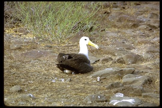 Image of Waved Albatross