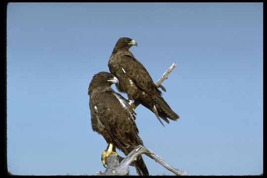 Image of Galapagos Hawk