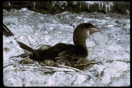 Image of Flightless Cormorant