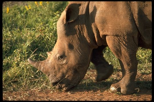 Image of Grass Rhinoceros