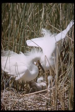 Image de Aigrette neigeuse