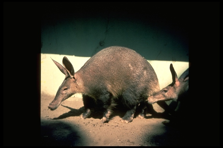 Image of Aardvark