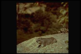 Image of Rock Hyrax