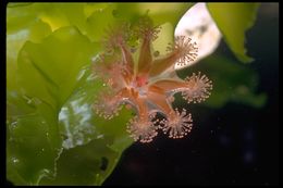 Image of trumpet stalked jellyfish