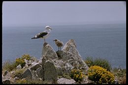 Image of Western Gull