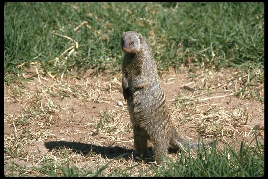 Image of Banded Mongoose