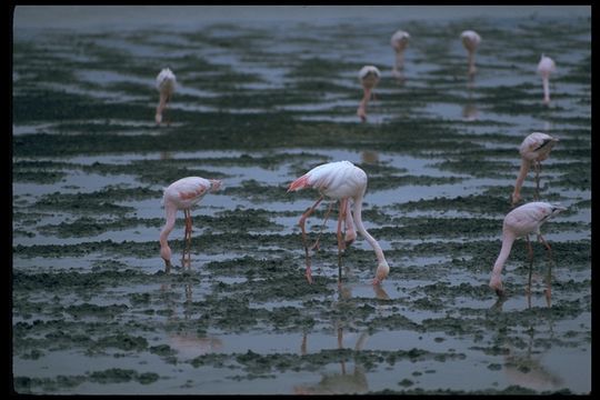 Imagem de Phoenicopterus roseus Pallas 1811