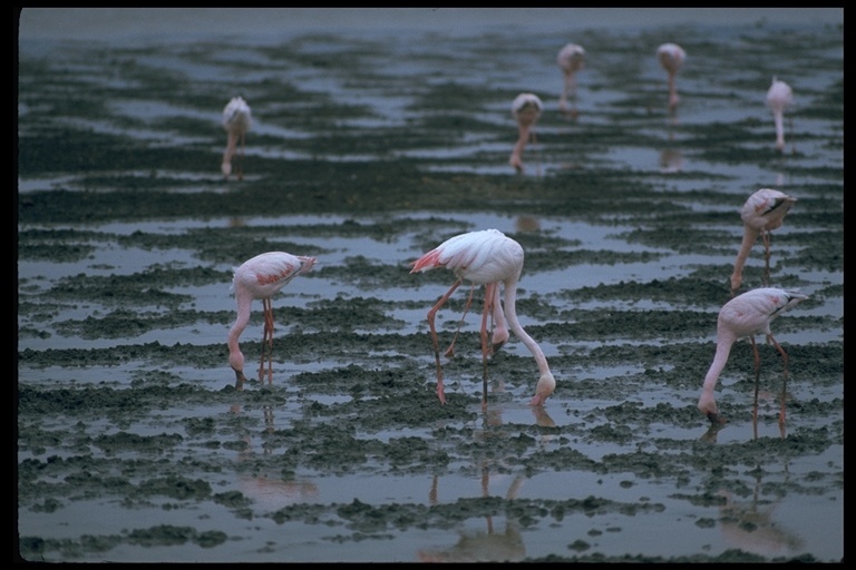 Image of Greater Flamingo