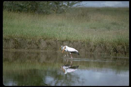 Image of Yellow-billed Stork