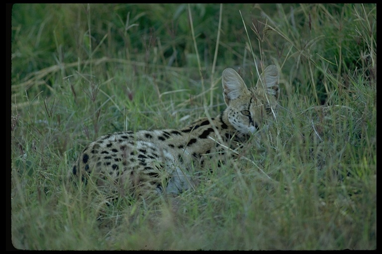 Image of Serval