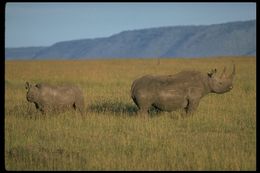 Image of Black Rhinoceros