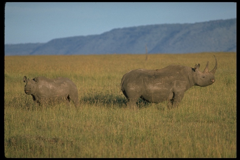 Image of Black Rhinoceros