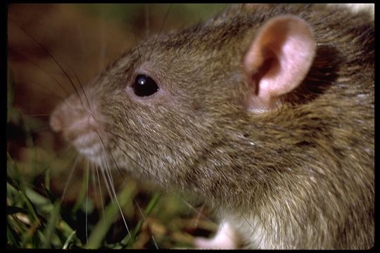 Image of Brown Rat