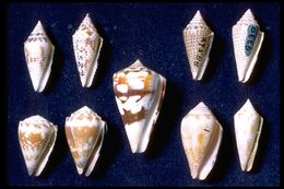 Sivun Conus Linnaeus 1758 kuva