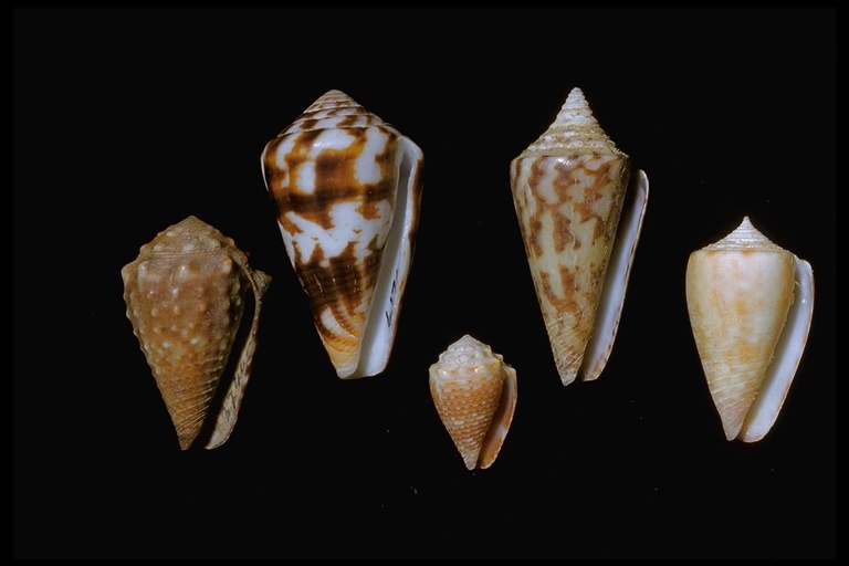 Sivun Conus Linnaeus 1758 kuva