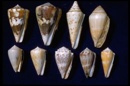 Sivun Conus Linnaeus 1758 kuva