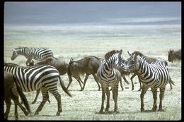 Image of Grant's zebra