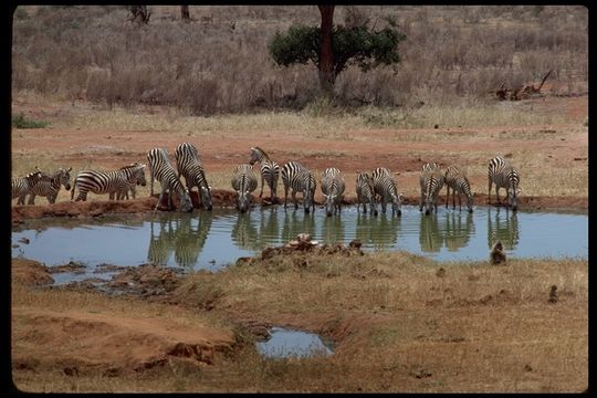 Image of Grant's zebra