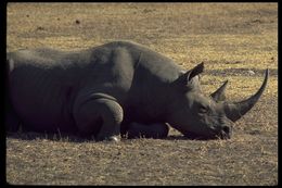 Image of Black Rhinoceros