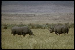 Image of Black Rhinoceros