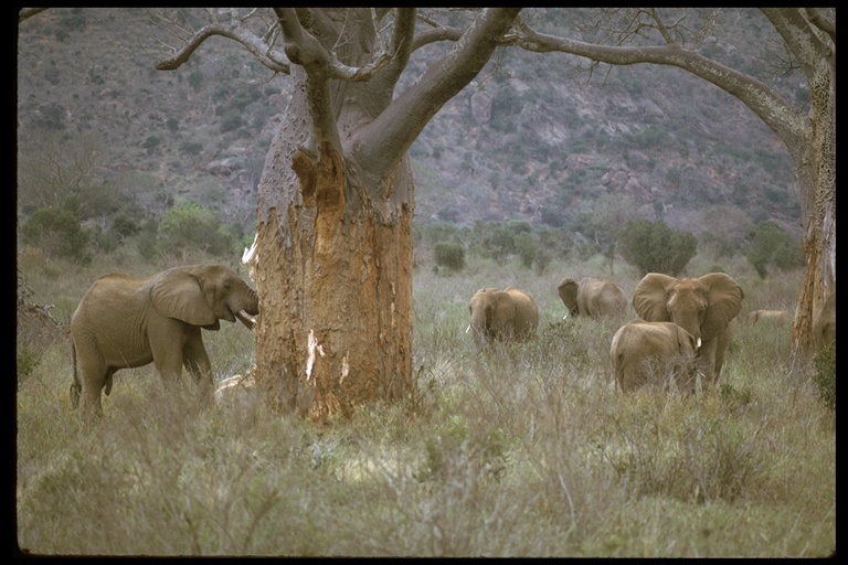 Image of African bush elephant