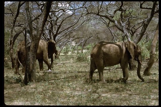 Image of African bush elephant