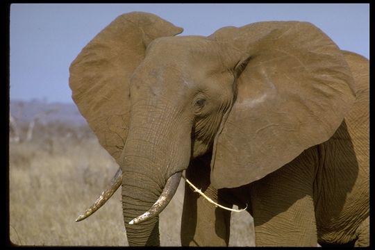 Image of African bush elephant