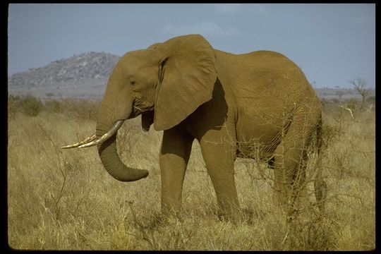 Image of African bush elephant