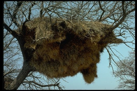 Image de Moineau-tisserin sociable