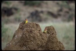 Image of Red-and-yellow Barbet