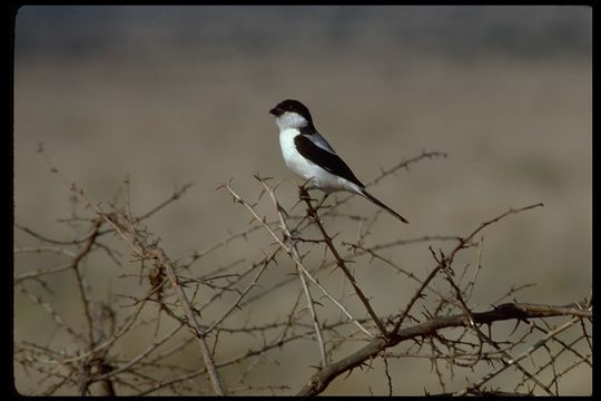 Plancia ëd Lanius dorsalis Cabanis 1878