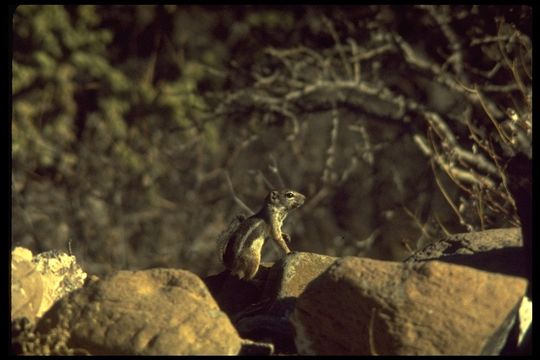 Image of Harris's Antelope Squirrel