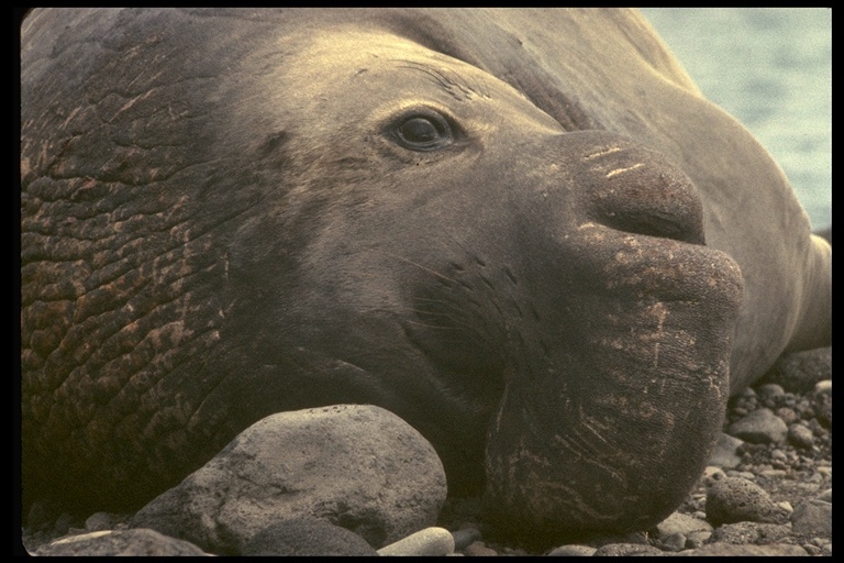 Image of Northern Elephant Seal