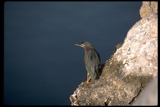 Image of Green Heron