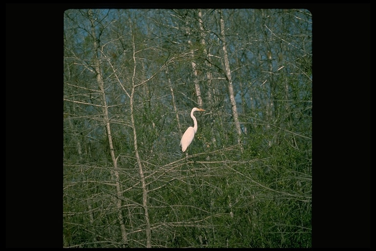 Image of Great Egret