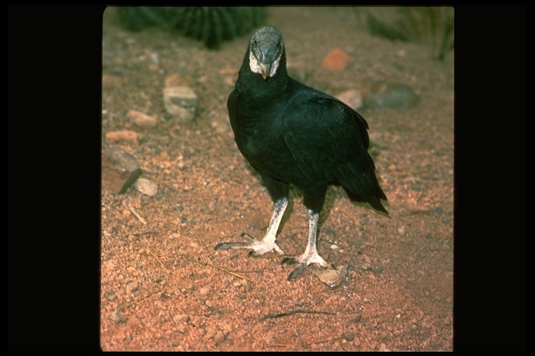 Image of American Black Vulture