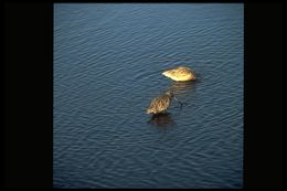 Image of Marbled Godwit