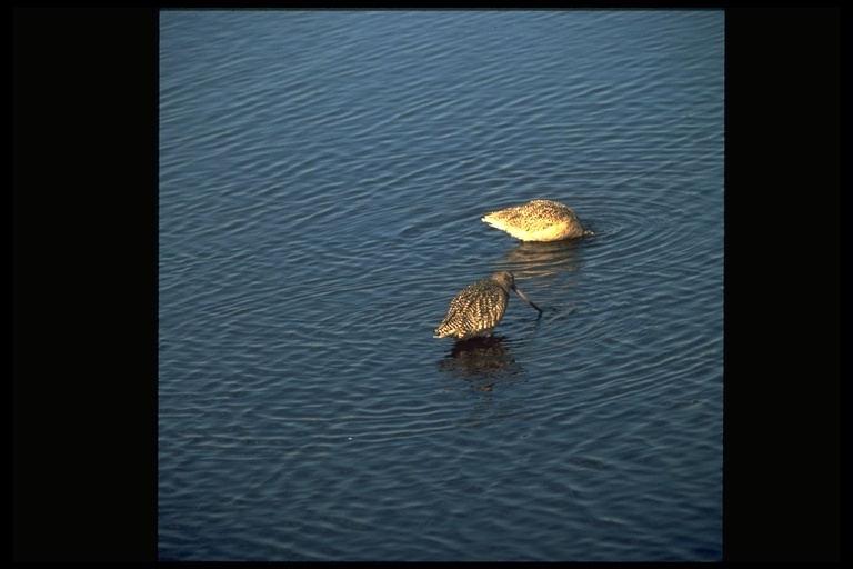 Image of Marbled Godwit