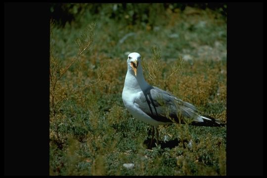 Larus californicus Lawrence 1854 resmi