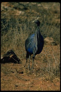 Image of Vulturine Guineafowl