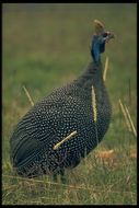 Image of Helmeted Guineafowl