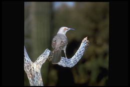 Image of Curve-billed Thrasher